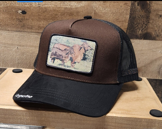 Campesino Family Bull - Black/Brown/Black